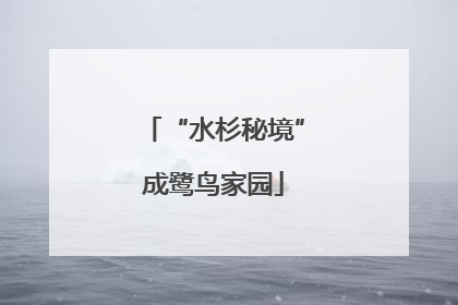 “水杉秘境”成鹭鸟家园