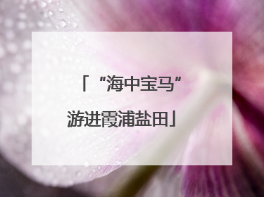 “海中宝马”游进霞浦盐田