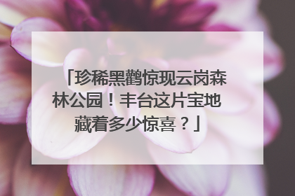 珍稀黑鹳惊现云岗森林公园！丰台这片宝地藏着多少惊喜？