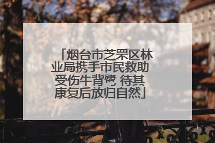 烟台市芝罘区林业局携手市民救助受伤牛背鹭 待其康复后放归自然