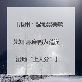 瓜州：湿地景美鸭先知 赤麻鸭为荒漠湿地“上大分”