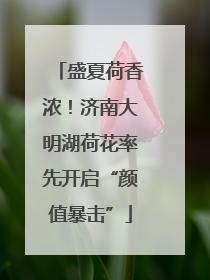 盛夏荷香浓！济南大明湖荷花率先开启“颜值暴击”