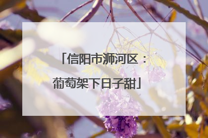 信阳市浉河区：葡萄架下日子甜