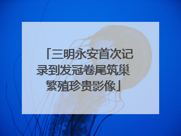 三明永安首次记录到发冠卷尾筑巢繁殖珍贵影像