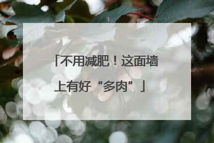 不用减肥！这面墙上有好“多肉”