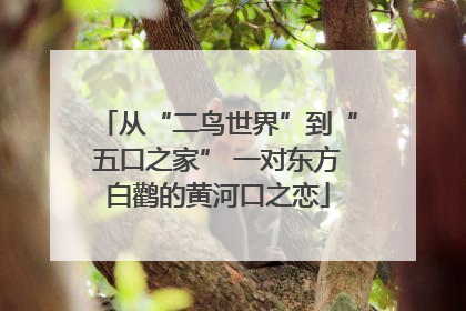 从“二鸟世界”到“五口之家” 一对东方白鹳的黄河口之恋