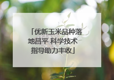 优新玉米品种落地昌平 科学技术指导助力丰收