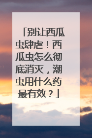 别让西瓜虫肆虐！西瓜虫怎么彻底消灭，潮虫用什么药最有效？
