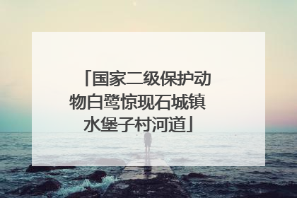 国家二级保护动物白鹭惊现石城镇水堡子村河道