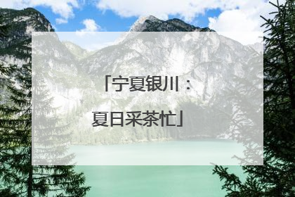 宁夏银川：夏日采茶忙