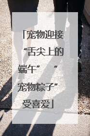 宠物迎接“舌尖上的端午” “宠物粽子”受喜爱