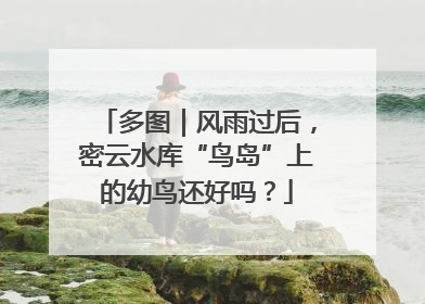 多图｜风雨过后，密云水库“鸟岛”上的幼鸟还好吗？