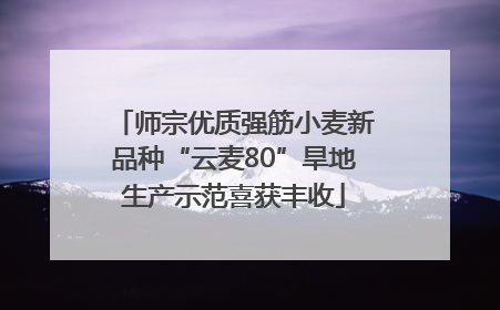 师宗优质强筋小麦新品种“云麦80”旱地生产示范喜获丰收