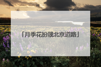 月季花扮靓北京道路