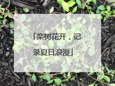 栾树花开，记录夏日浪漫