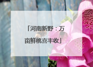 河南新野：万亩鲜桃喜丰收