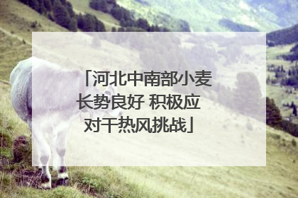 河北中南部小麦长势良好 积极应对干热风挑战