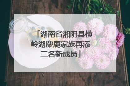 湖南省湘阴县横岭湖麋鹿家族再添三名新成员