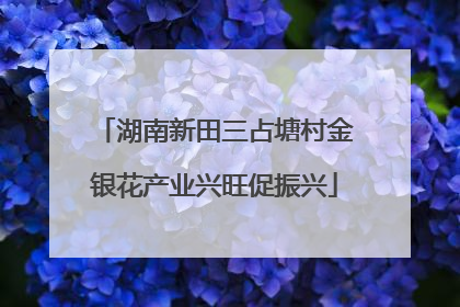 湖南新田三占塘村金银花产业兴旺促振兴