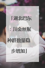 湖北巴东：川金丝猴种群数量稳步增加