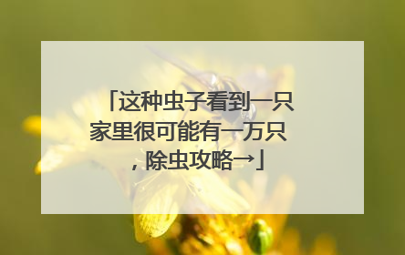 这种虫子看到一只家里很可能有一万只，除虫攻略→