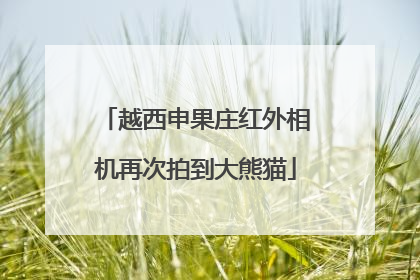 越西申果庄红外相机再次拍到大熊猫