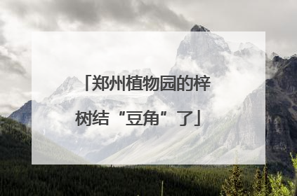郑州植物园的梓树结“豆角”了