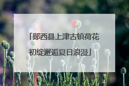 郧西县上津古镇荷花初绽邂逅夏日浪漫