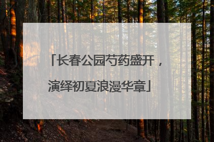 长春公园芍药盛开，演绎初夏浪漫华章