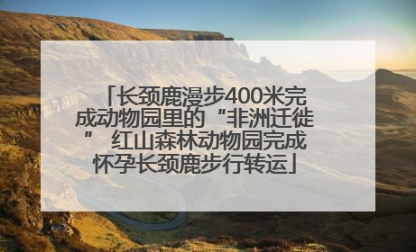 长颈鹿漫步400米完成动物园里的“非洲迁徙” 红山森林动物园完成怀孕长颈鹿步行转运
