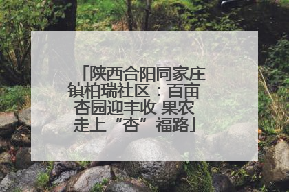 陕西合阳同家庄镇柏瑞社区：百亩杏园迎丰收 果农走上“杏”福路