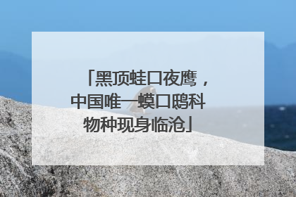 黑顶蛙口夜鹰，中国唯一蟆口鸱科物种现身临沧