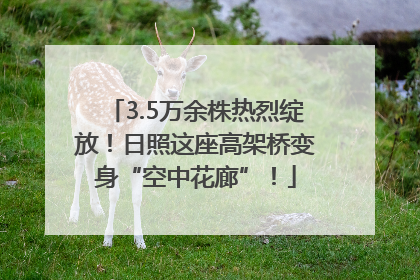 3.5万余株热烈绽放！日照这座高架桥变身“空中花廊”！